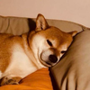 Joeyhj