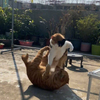 新来的