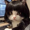 msi