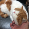 大猪蹄子