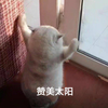 redream